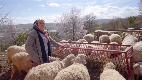 Sakarya'da Tarım ve Hayvancılıkla Geçinen Aile İşletmesi Oteller